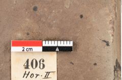Foto (Detailansicht) von Smilax grandifolia Unger (NHMW-GEO-2024-0188-0406)